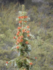 Abies bracteata