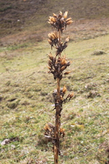 Gentiana lutea