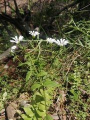 Stellaria chilensis