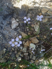 Pseudoselago serrata