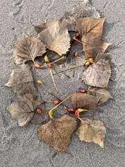 Pemphigus obesinymphae