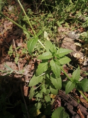 Stellaria chilensis