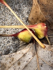 Pemphigus obesinymphae