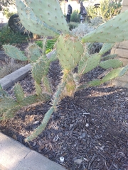 Opuntia littoralis