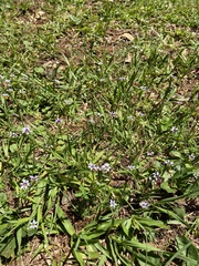 Sisyrinchium platense