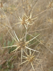 Centaurea solstitialis