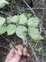 Jasminum streptopus