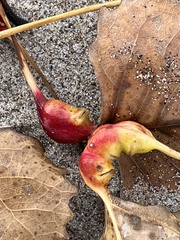 Pemphigus obesinymphae