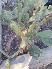 Opuntia littoralis