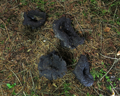 Craterellus cornucopioides