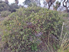 Rhus standleyi