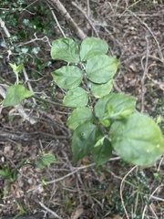 Jasminum streptopus