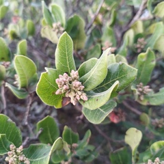Rhus standleyi