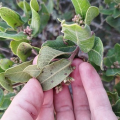 Rhus standleyi