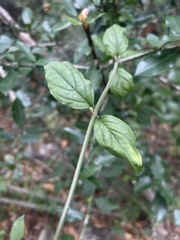 Jasminum streptopus