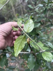 Jasminum streptopus