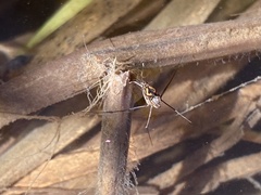 Trepobates pictus