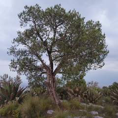 Juniperus deppeana deppeana