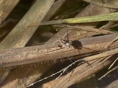 Trepobates pictus