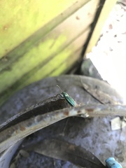 Naupactus auricinctus