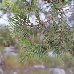 Juniperus deppeana deppeana