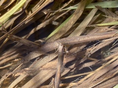 Trepobates pictus