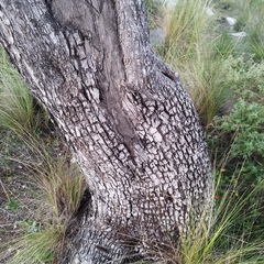Juniperus deppeana deppeana