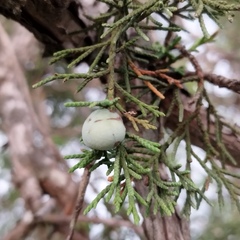 Juniperus deppeana deppeana