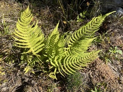 Christella hispidula