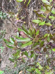 Myricaceae