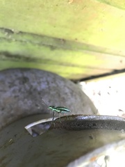 Naupactus auricinctus