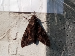 Cocytius antaeus