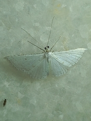 Derambila costata