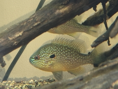 Lepomis peltastes