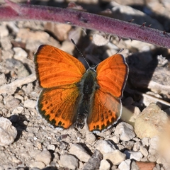 Lycaena