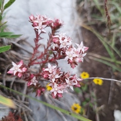 Sedum goldmanii