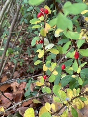 Berberis thunbergii