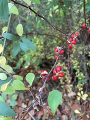 Berberis thunbergii