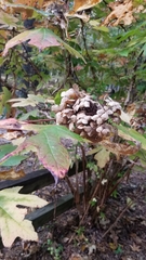 Hydrangea quercifolia