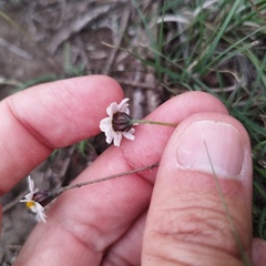 Tridax coronopifolia