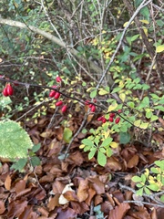 Berberis thunbergii