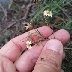 Tridax coronopifolia