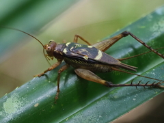 Cardiodactylus esakii