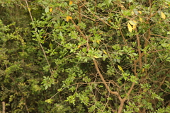 Allophylus decipiens