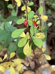 Berberis thunbergii