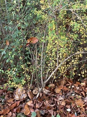 Berberis thunbergii