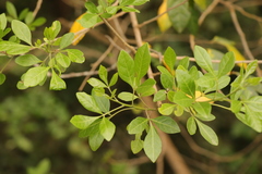 Allophylus decipiens