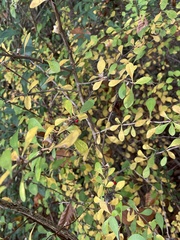 Berberis thunbergii