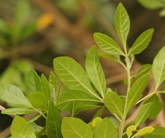 Allophylus decipiens