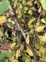 Berberis thunbergii